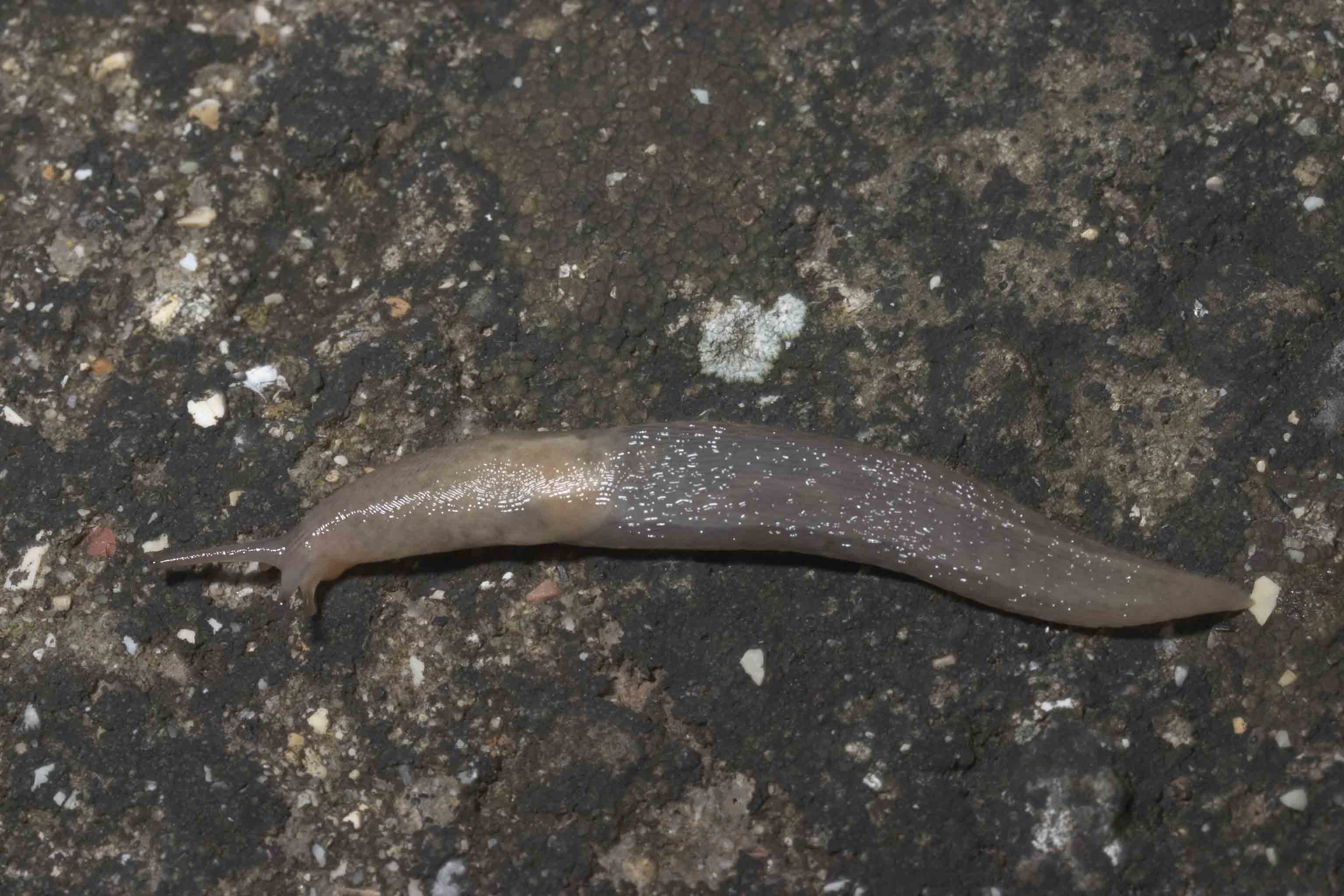 Limax da Rocca Canterano (Roma)